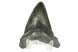 Bargain, Fossil Megalodon Tooth - South Carolina #168877-1